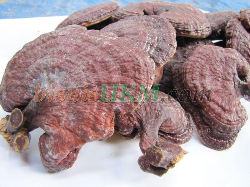 jamur lingzhi