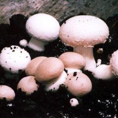 budidaya jamur